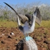 booby_bluefooted_nsey_v_0086_ecu0282.jpg